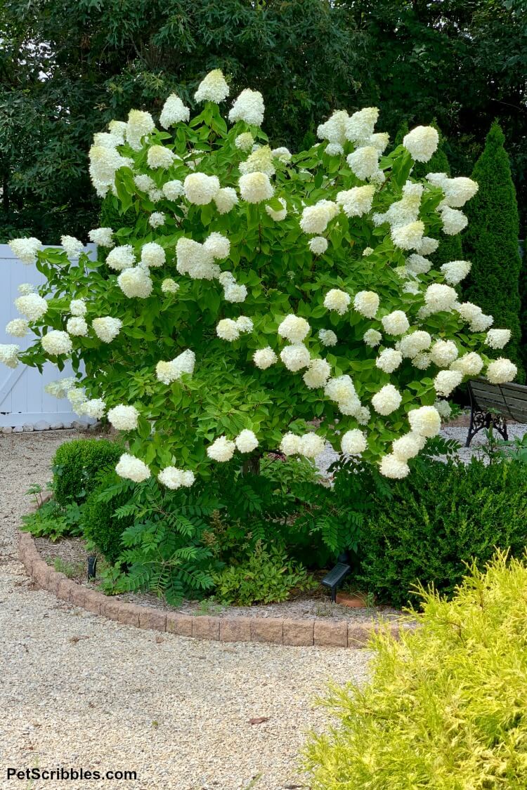 limelight-hydrangea-tree-care-and-pruning-pet-scribbles