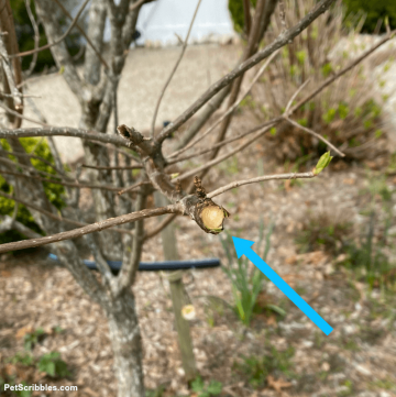 Limelight Hydrangea Tree Care and Pruning - Garden Sanity by Pet Scribbles