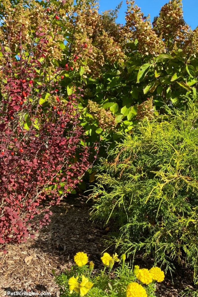 Early Fall Garden Tour: Front Yard, Center Bed - Garden Sanity by Pet ...