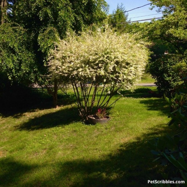 dappled-willow-the-complete-guide-garden-sanity-by-pet-scribbles