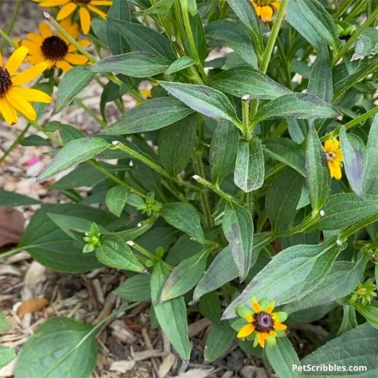 Rabbits in the Garden: pandemic rabbits eating everything! - Garden ...