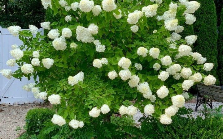 tree from of Limelight Hydrangea Paniculata