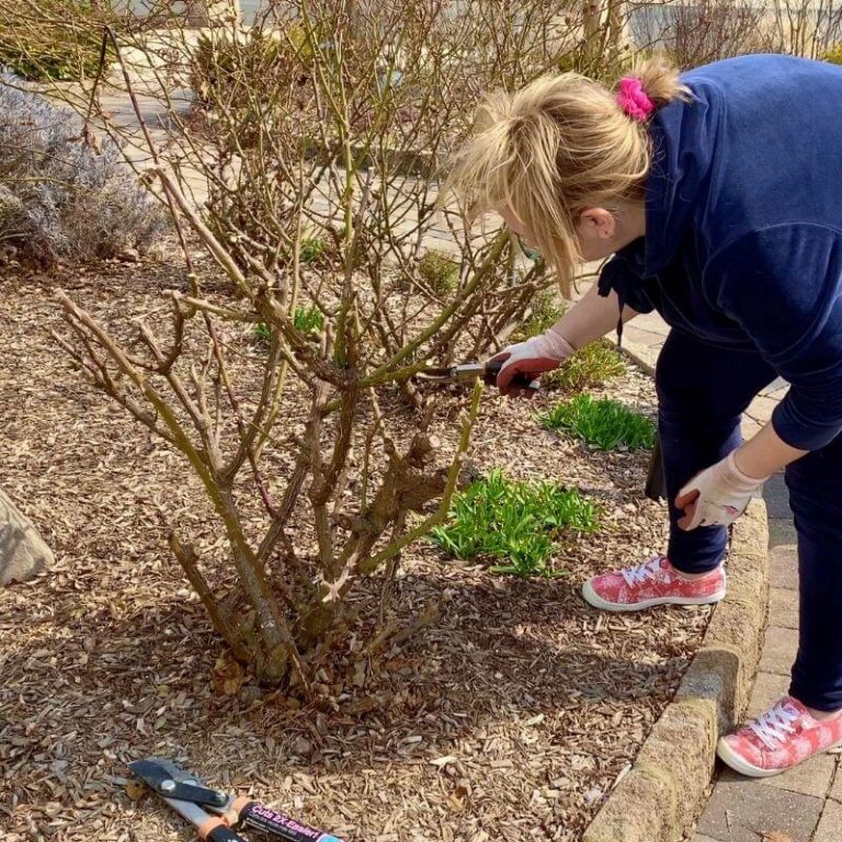 Pruning Knockout Roses: when, what and how - Garden Sanity by Pet Scribbles