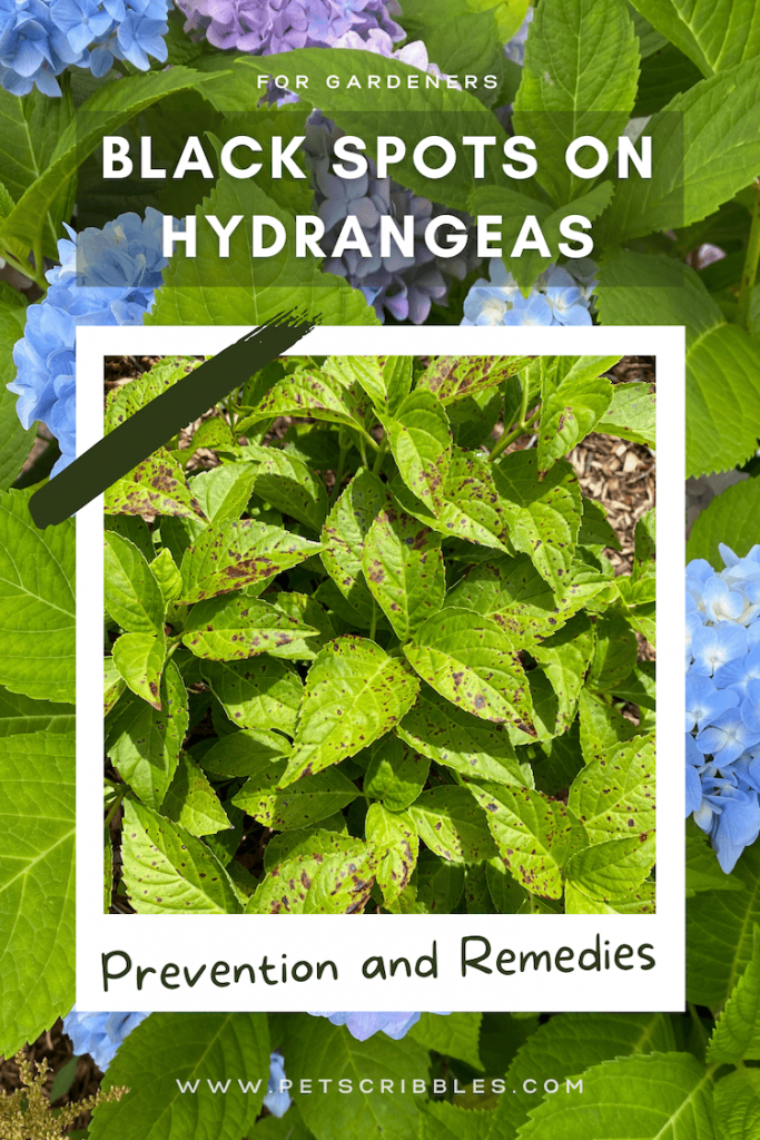 Black Spots on Hydrangeas: Goodbye for Good! - Garden Sanity by Pet