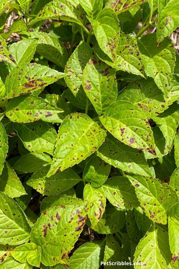 Black Spots On Hydrangeas Goodbye For Good Garden Sanity By Pet 