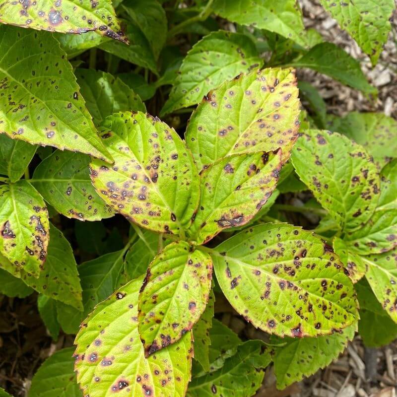 Black Spots On Hydrangeas Goodbye For Good Garden Sanity By Pet 