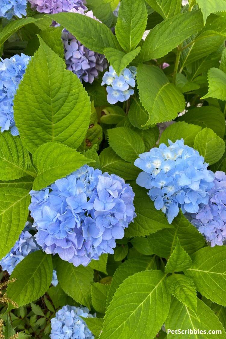 deep blue mophead hydrangea flowers