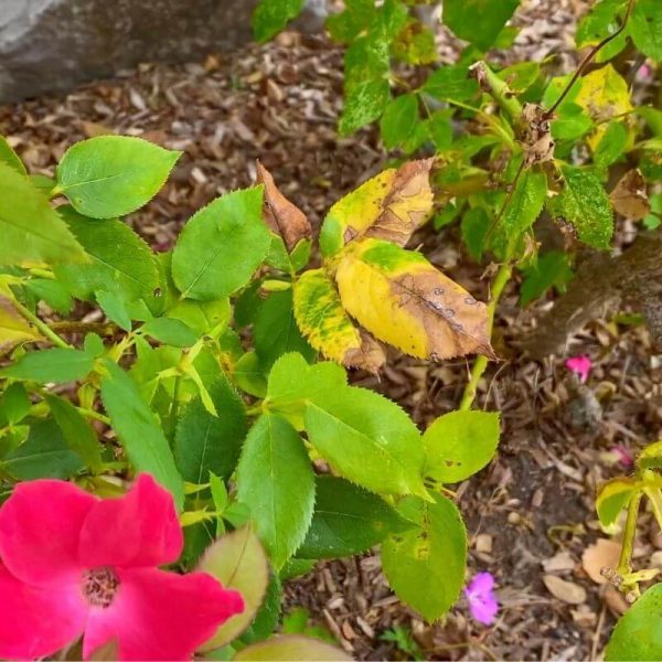 Black Spot on Knockout Roses: How To Treat - Garden Sanity by Pet Scribbles