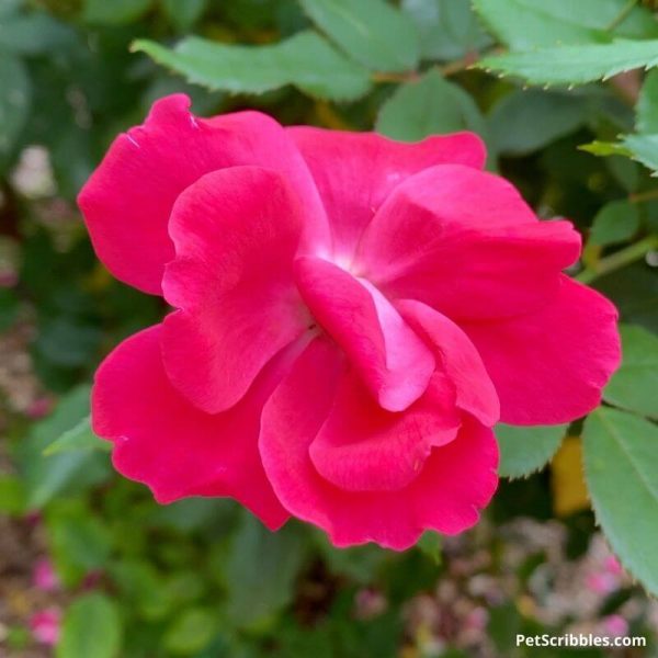 Black Spot on Knockout Roses: How To Treat - Garden Sanity by Pet Scribbles