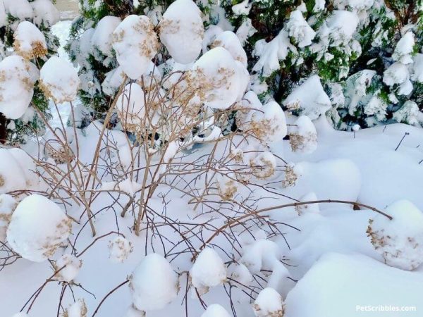 Do Panicle Hydrangeas Handle Winter Snow? - Garden Sanity by Pet Scribbles