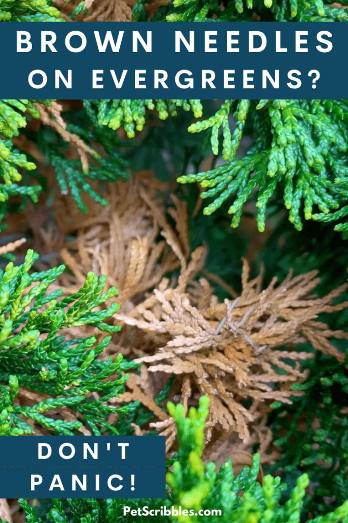 Evergreens turning brown inside? Garden Sanity by Pet Scribbles