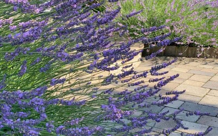 lavender blooming in foreground and background of photo