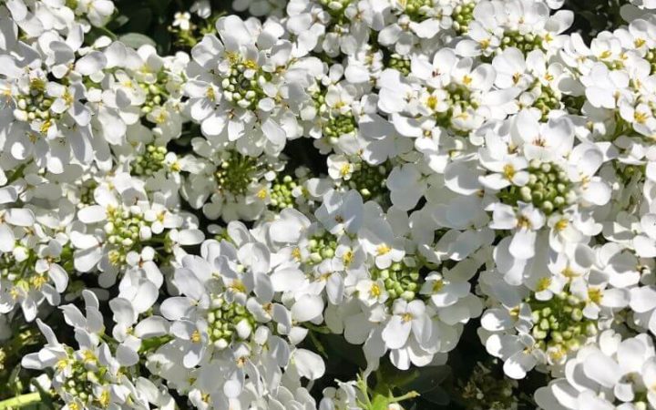 close up of white Candytuft flowers in full bloom