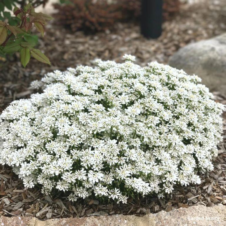 Candytuft: Your Ultimate Guide - Garden Sanity by Pet Scribbles